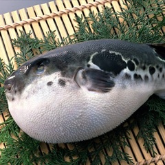 あのりふぐ