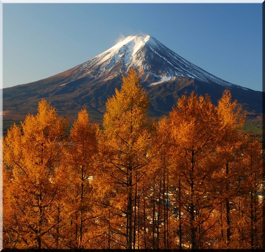 黄葉の落葉松と富士山