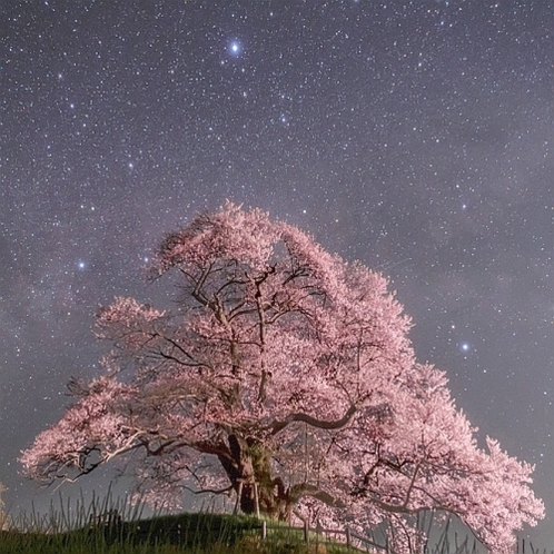 星空に映える大糸桜