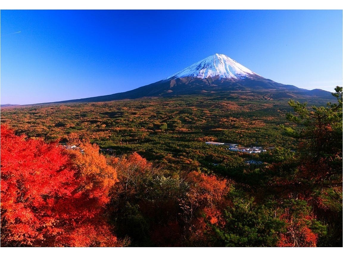 広大な青木ヶ原樹海の錦織りなす紅葉と白雪の富士山