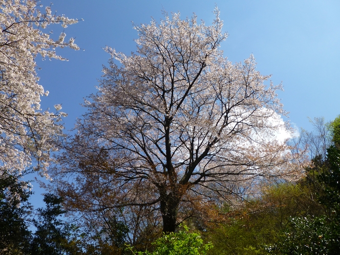 玄関の前の桜の木