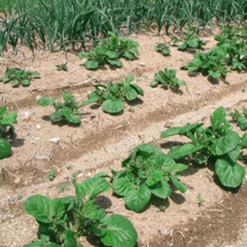 宿近くにある自家農園で野菜を栽培しております