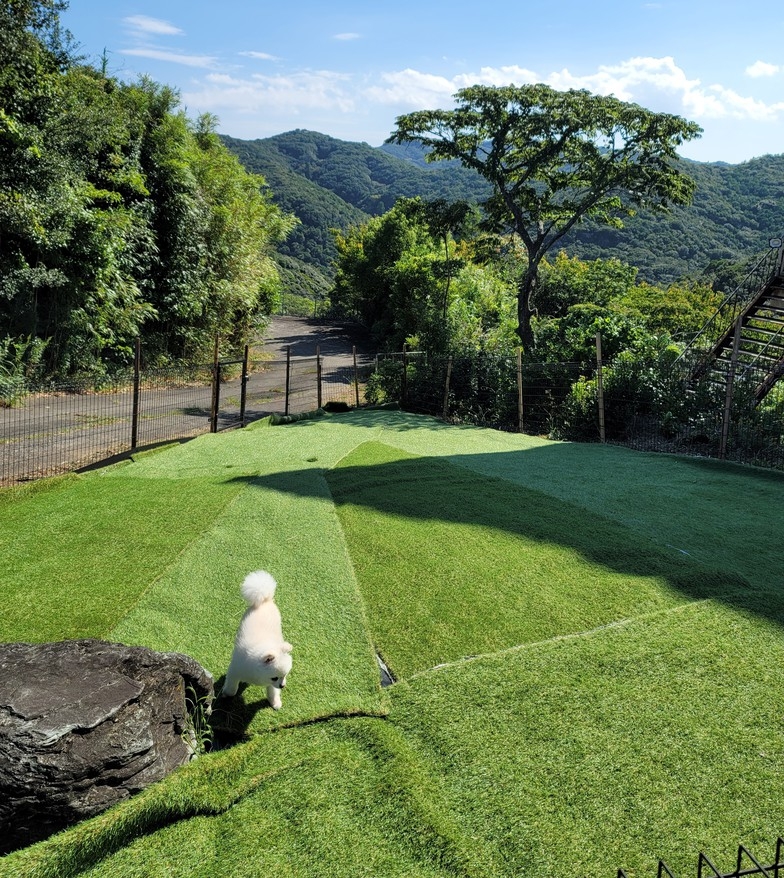 ★夕食はペット歓迎☆海女さんのいる地元食堂で新鮮お造り定食♪朝食は旅館で豪華海香る和朝食を！