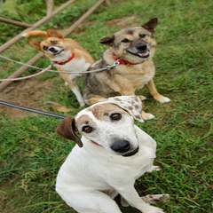 愛するペットとお泊り