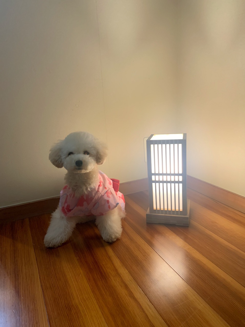 お部屋で、ポーズ