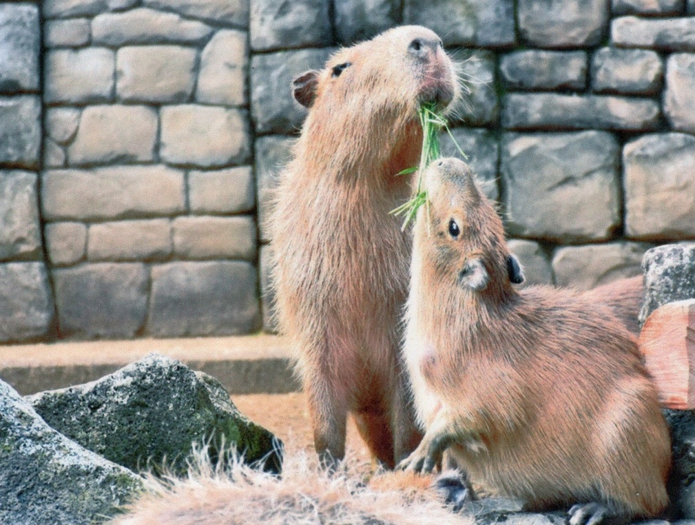 -伊豆シャボテン動物公園入園のための特別宿泊割引プラン-