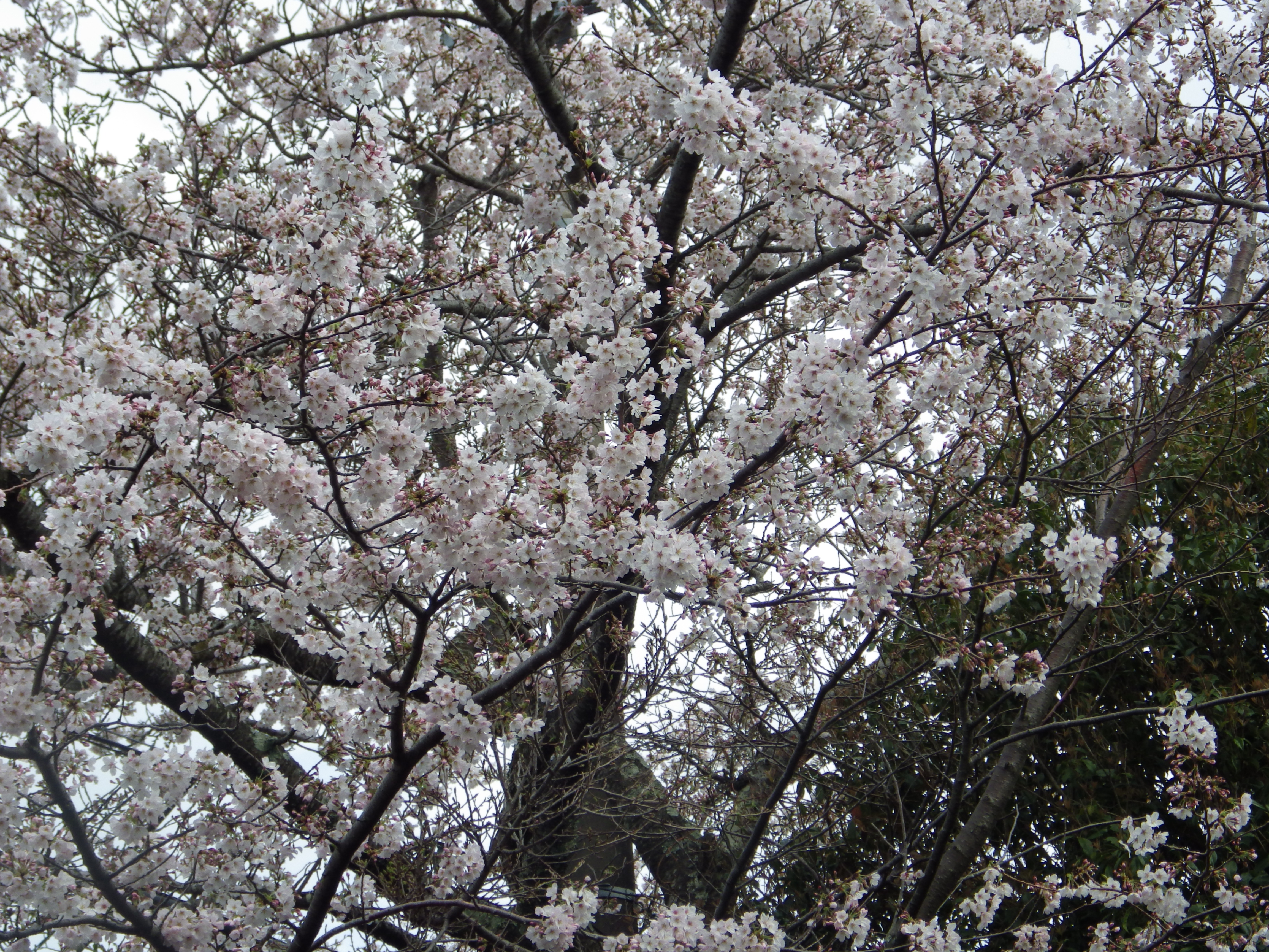 北庭の桜