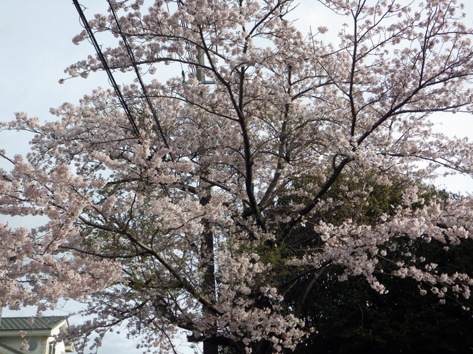 北部屋からの桜