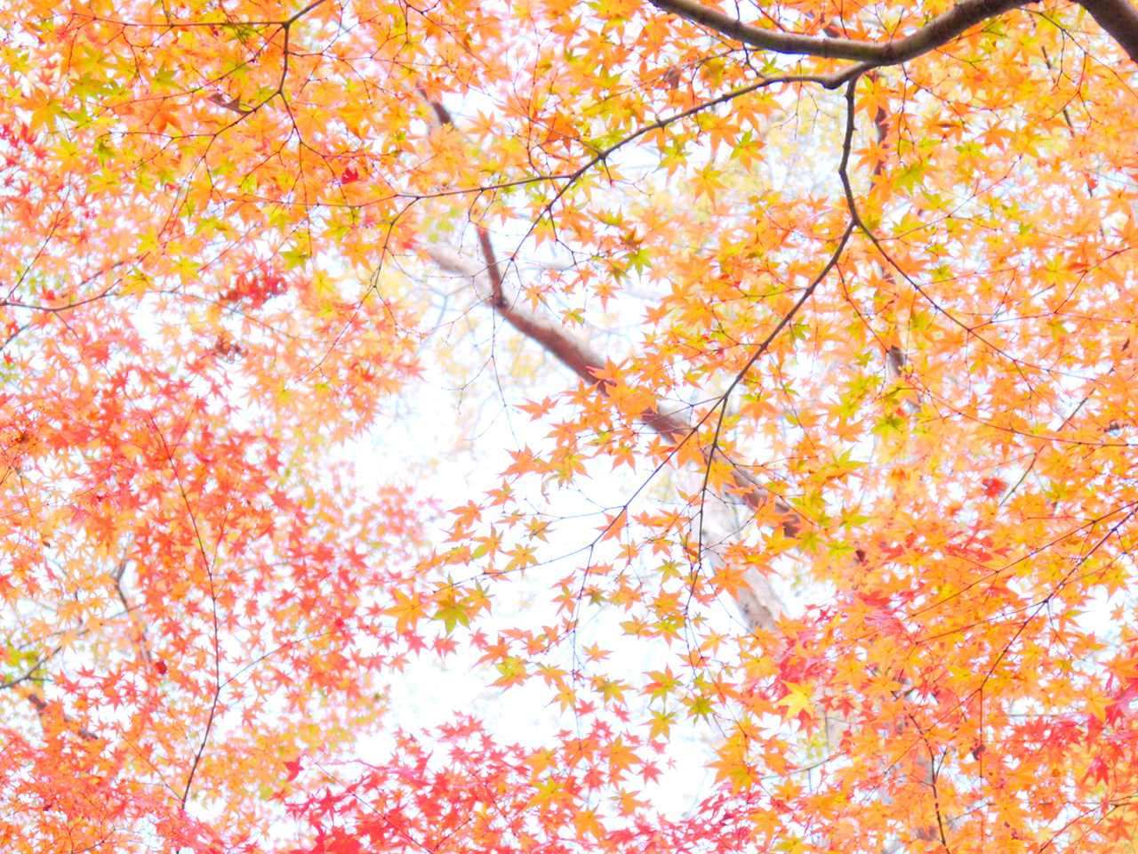 紅葉の郷【11月下旬～】
