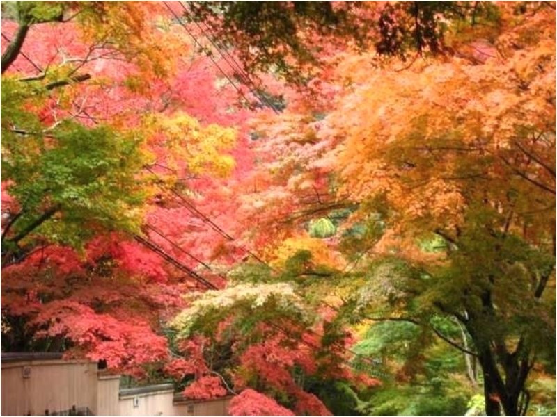 奥湯河原の紅葉【11月下旬～】