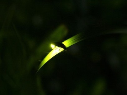 ほたるの宴【6月上旬～】
