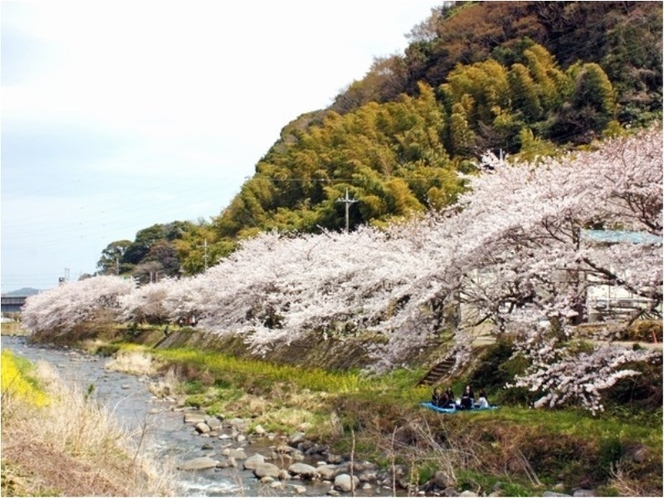 千歳川の桜【4月下旬～】
