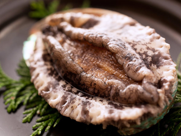 Freshly caught live abalone