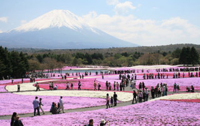 本栖ハイランド　芝桜まつり