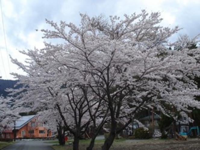 桜