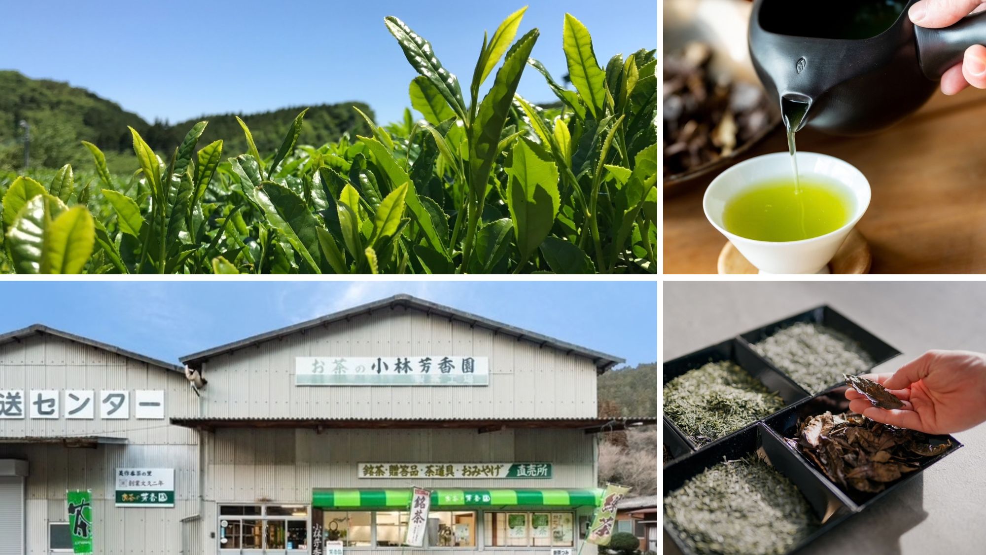 竹亭より車で約８分「小林芳香園」茶摘み体験