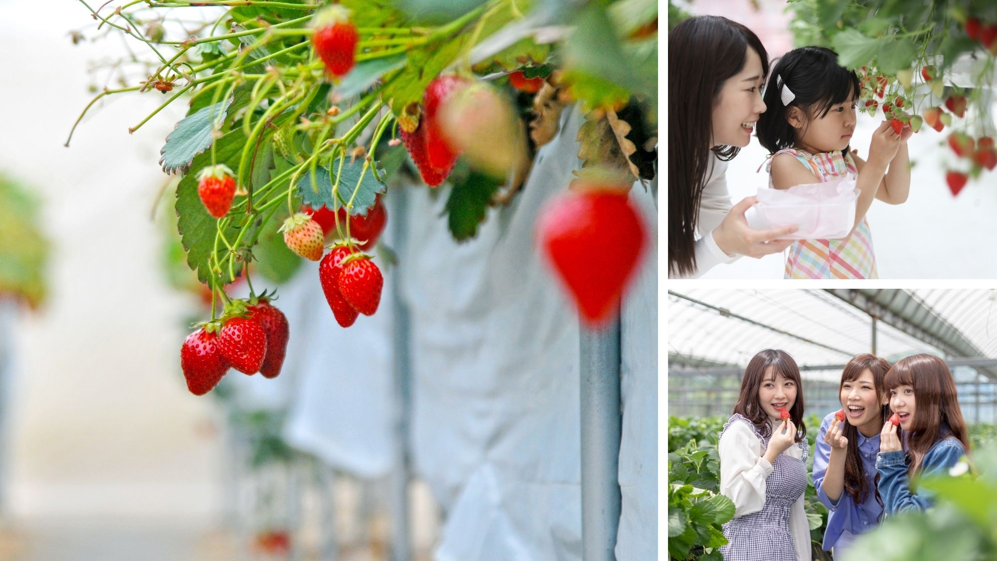 竹亭より車20分「美作農園」いちご狩り