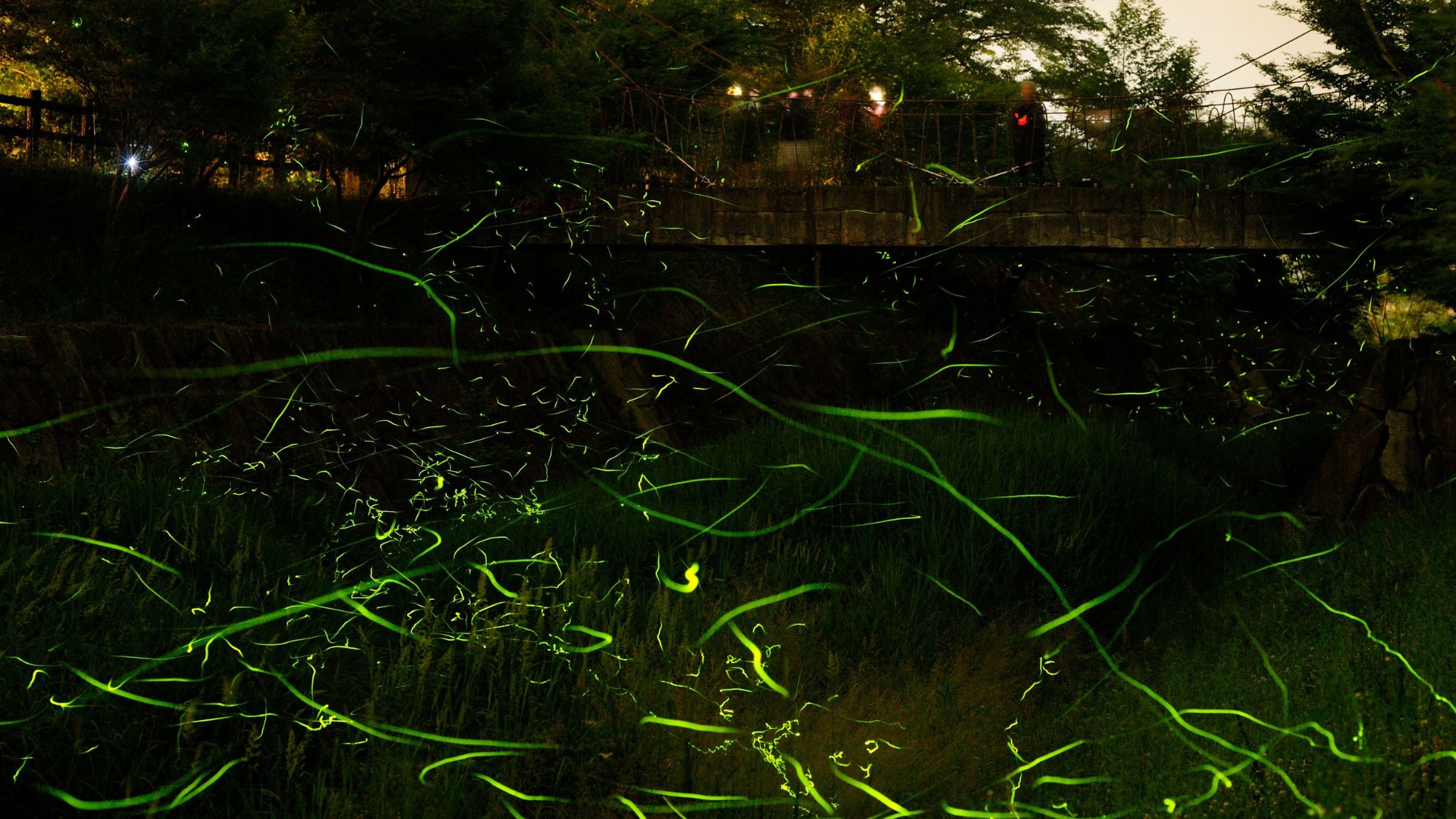 竹亭より徒歩８分「鷺湯公園・大谷川」ホタル