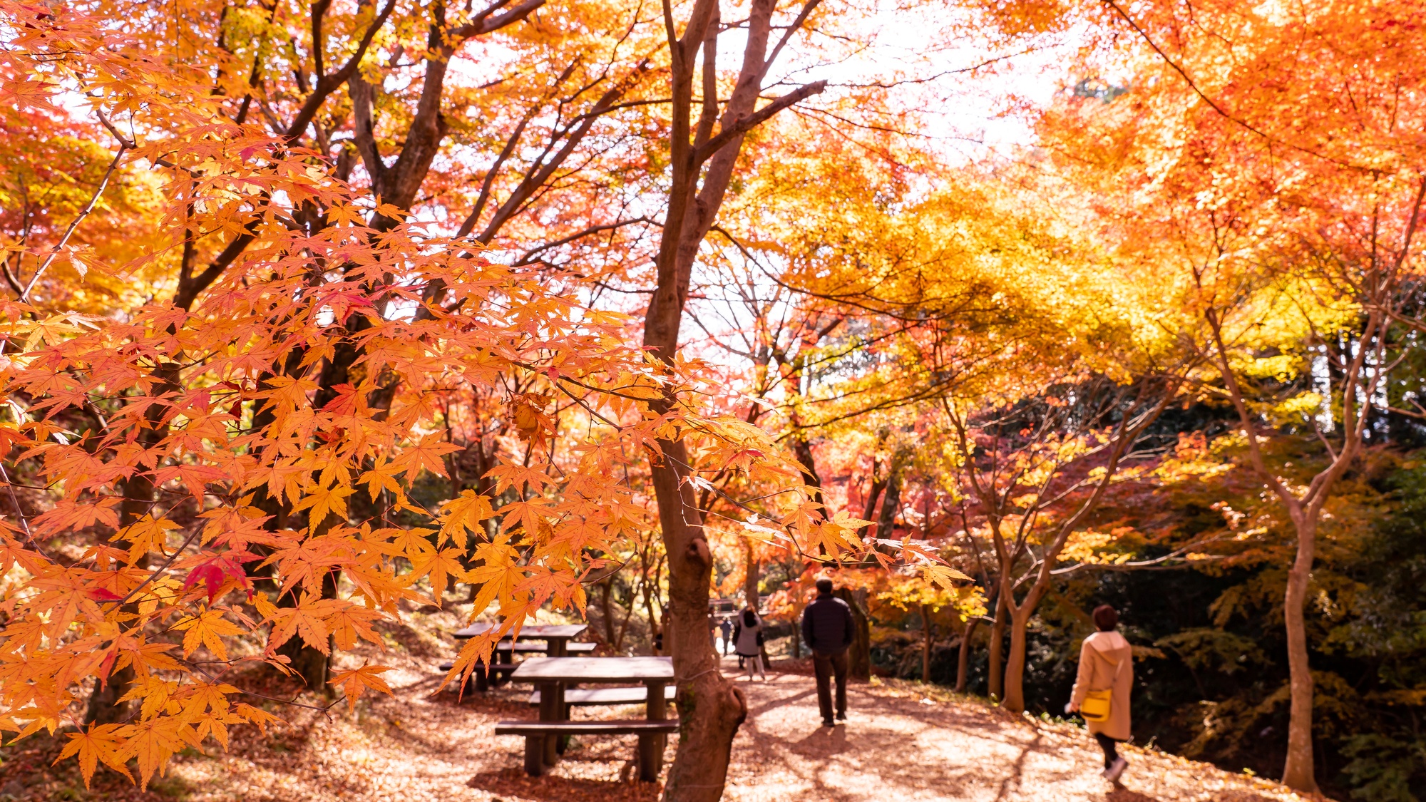【当館から車で約30分】鮮やかな紅葉が美しい、秋のハイキングに最適な渓谷「水沢もみじ谷」