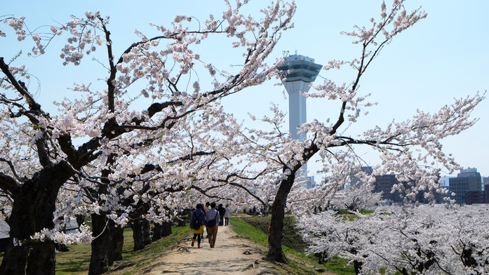 【五稜郭公園】春にはソメイヨシノが咲き誇ります