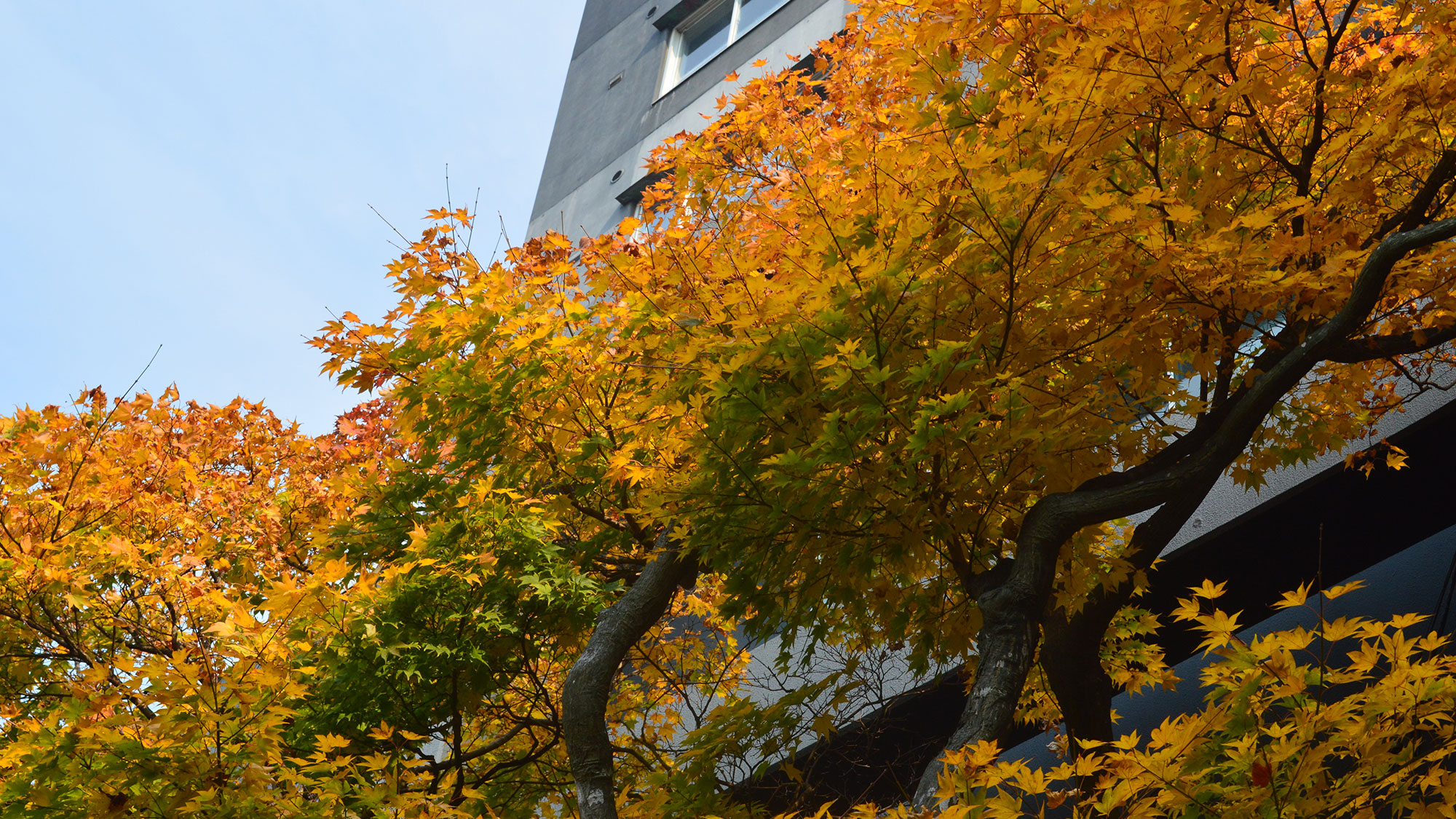 【日本庭園】＜秋＞の日差しに照らされ輝く紅葉の木々