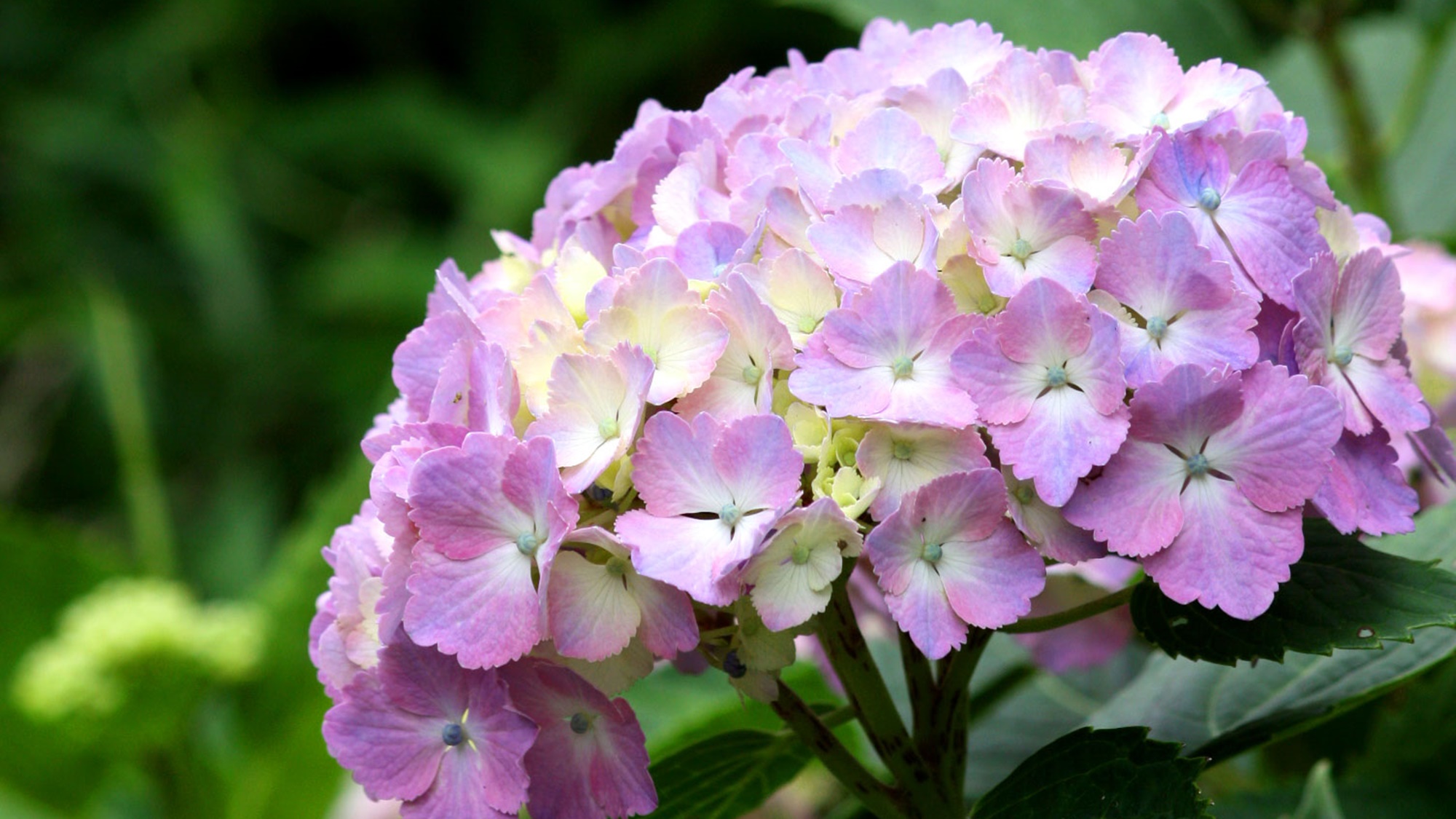 *【周辺観光】箱根の初夏の風物詩、あじさいは6月中旬～7月中旬が見頃です。