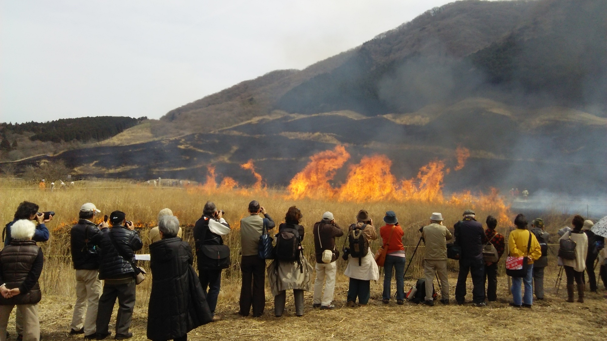 *【周辺観光】毎年3月中旬～下旬に、仙石原すすき草原の山焼きが行われます。