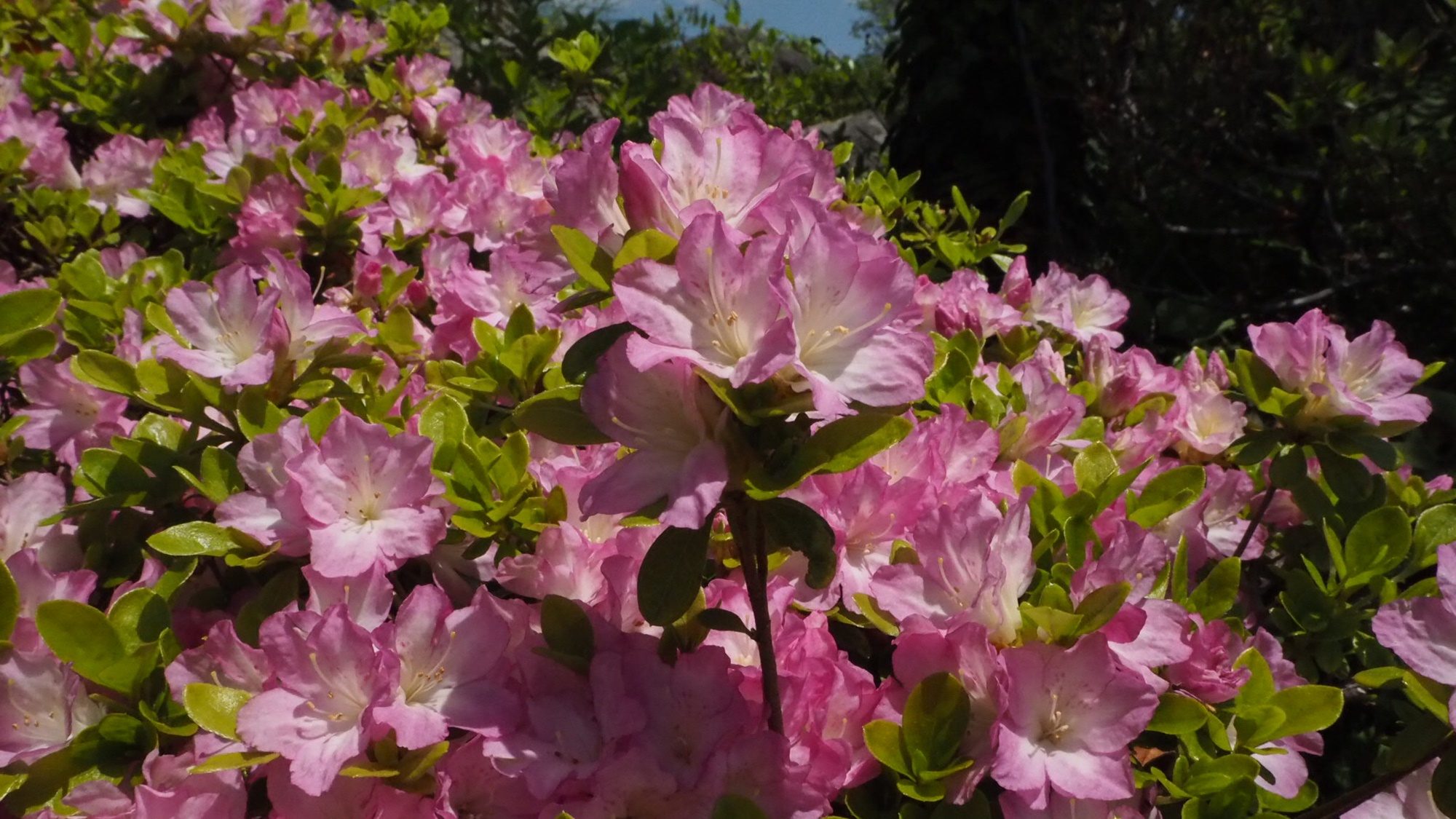 *【周辺観光】強羅公園で、花や噴水、ローズガーデンを散策してみては♪