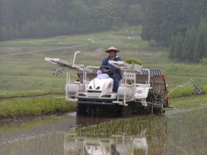 田植作業