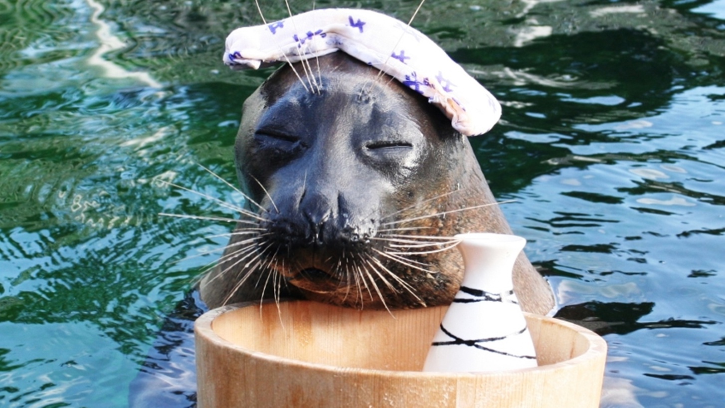 【箱根園水族館入場券付き♪】日本で一番標高の高い海水水族館！人気のアザラシに会いに行こう♪【朝夕付】