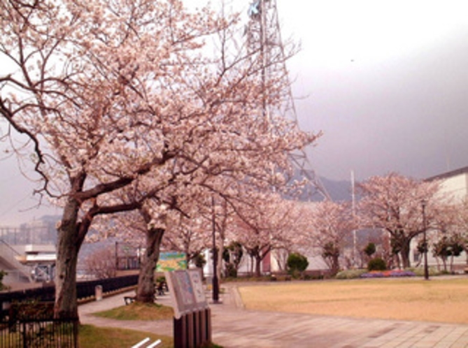 桜満開の西坂公園（日本二十六聖人殉教地）