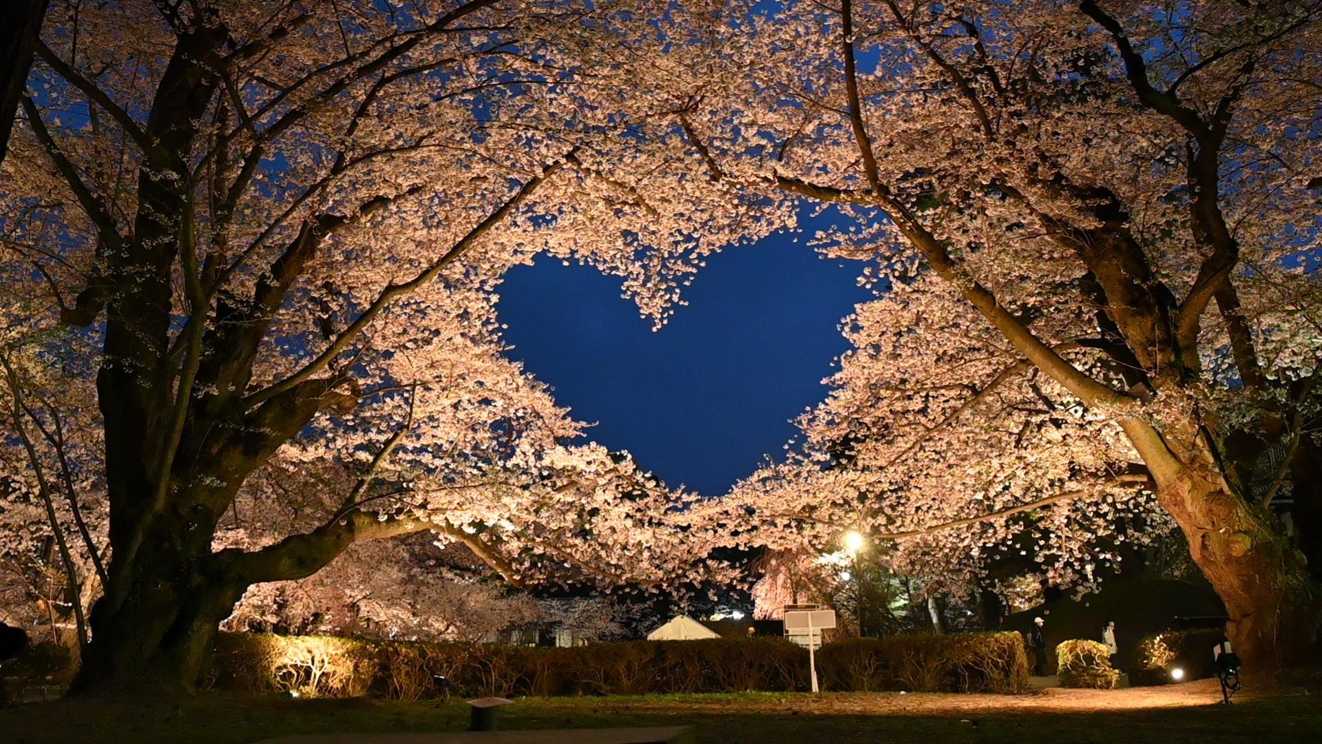 【カード決済限定】弘前さくらまつりプラン【素泊り】※7日前よりご返金不可【駐車料金無料】