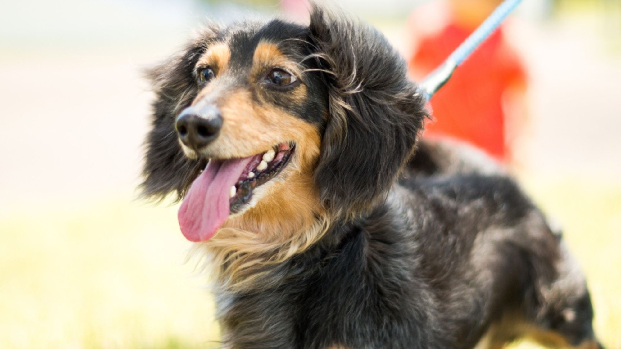 【ペット可／中型犬OK】ワンちゃんと一緒にコテージ宿泊！お食事なしの素泊まりプラン