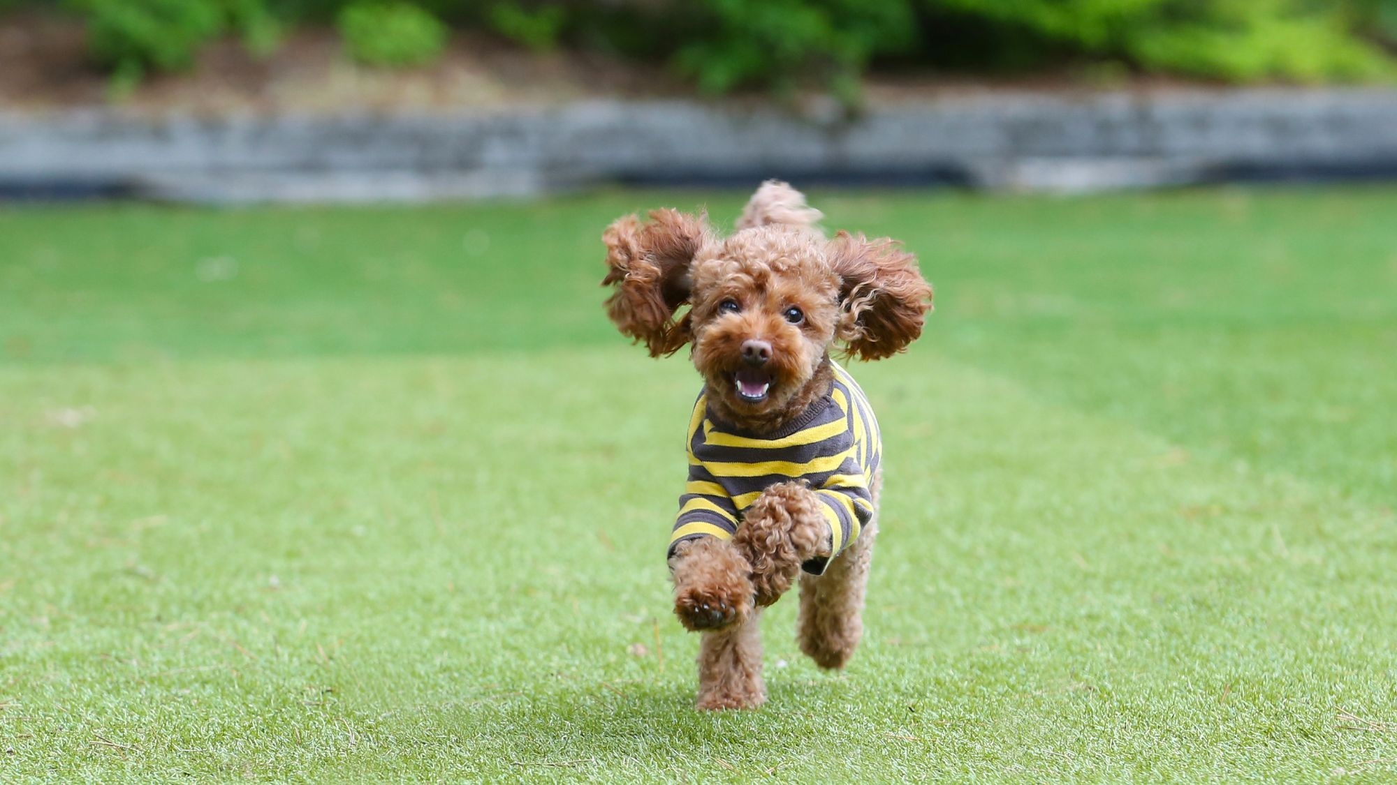 【ペット可／中型犬OK】ワンちゃんと一緒にコテージ宿泊！お食事なしの素泊まりプラン