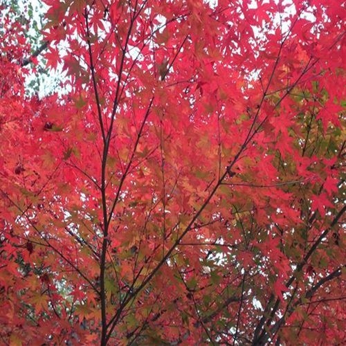 満天の星☆全山紅葉☆野鳥の宝庫☆大好評絶品キッシュ＆厳選ワイン☆モータウンで秋を満喫！