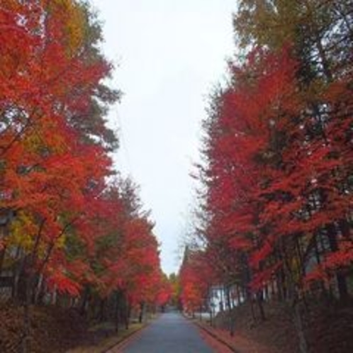 もみじの紅葉１