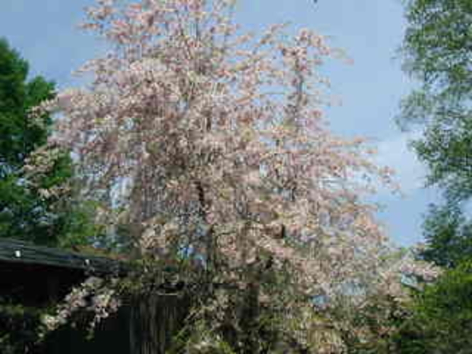 枝垂桜