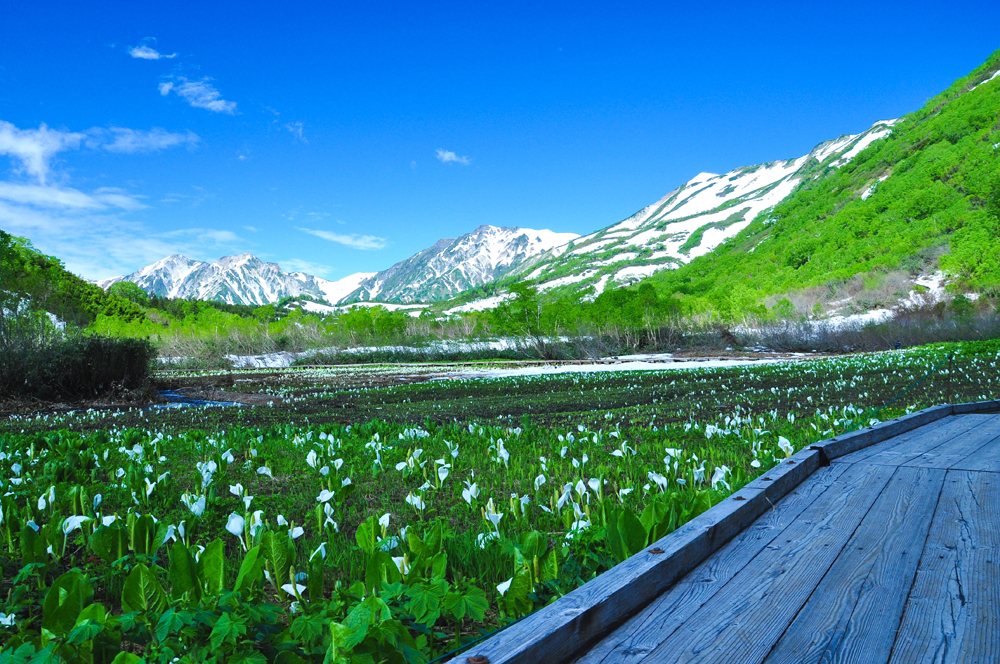 栂池自然園　水芭蕉