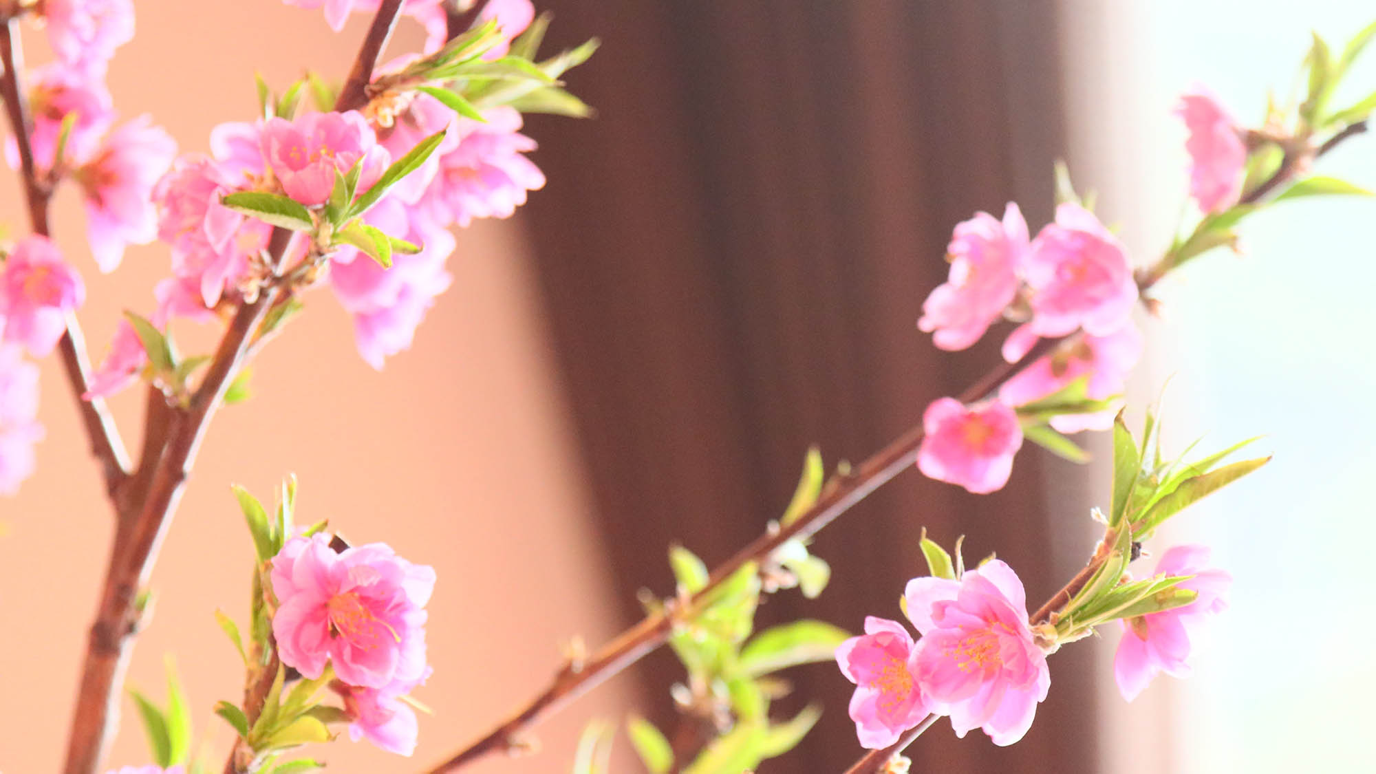 季節の花があしらわれた館内 　