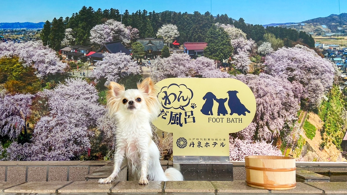 ペットと個室食【2食付/グレードアップ】米沢牛を4種の食べ方で堪能♪「米沢牛食べ尽くし」プラン