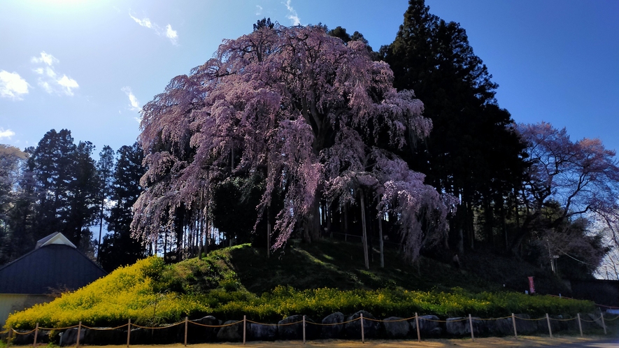 合戦場のしだれ桜