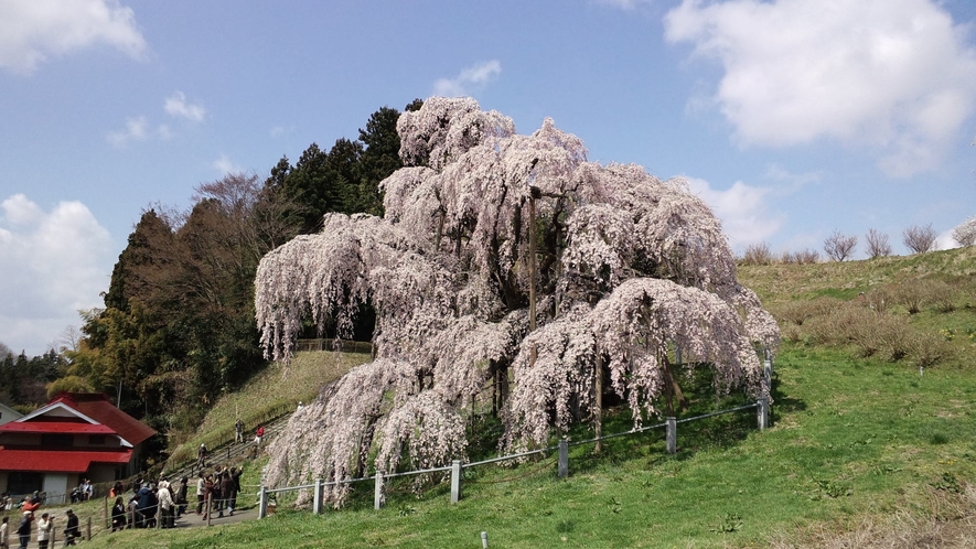 滝桜