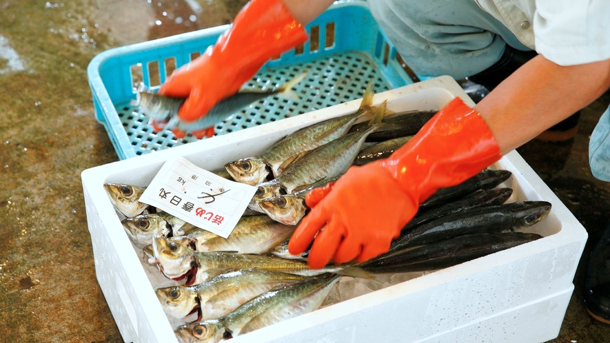 寺泊の海の幸