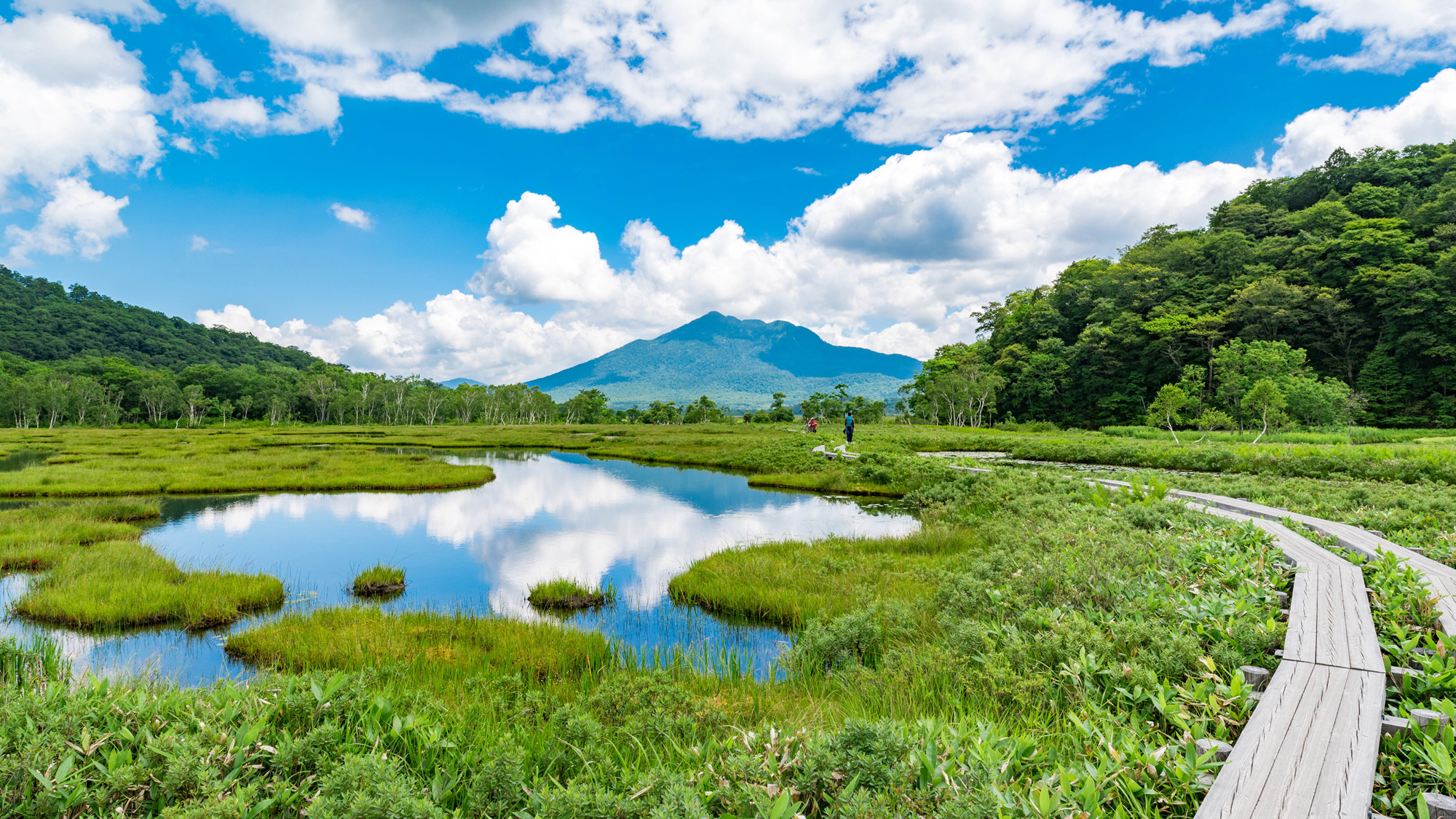 **尾瀬ハイキング/初夏の気持ちよい尾瀬にお出掛けしませんか?