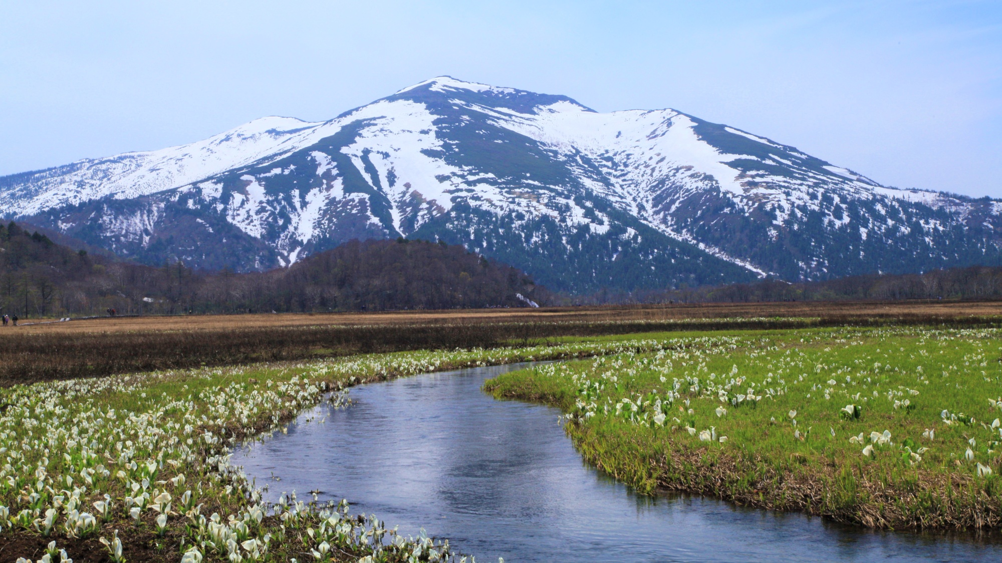 尾瀬ヶ原のミズバショウ