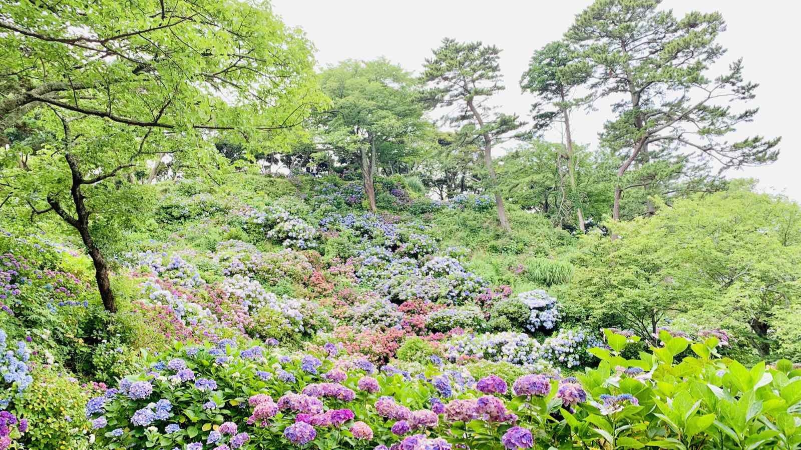 咲き誇る300万輪の紫陽花！！6月あじさい祭！★愛犬と一緒にお散歩★２食付・24時間温泉OKプラン！