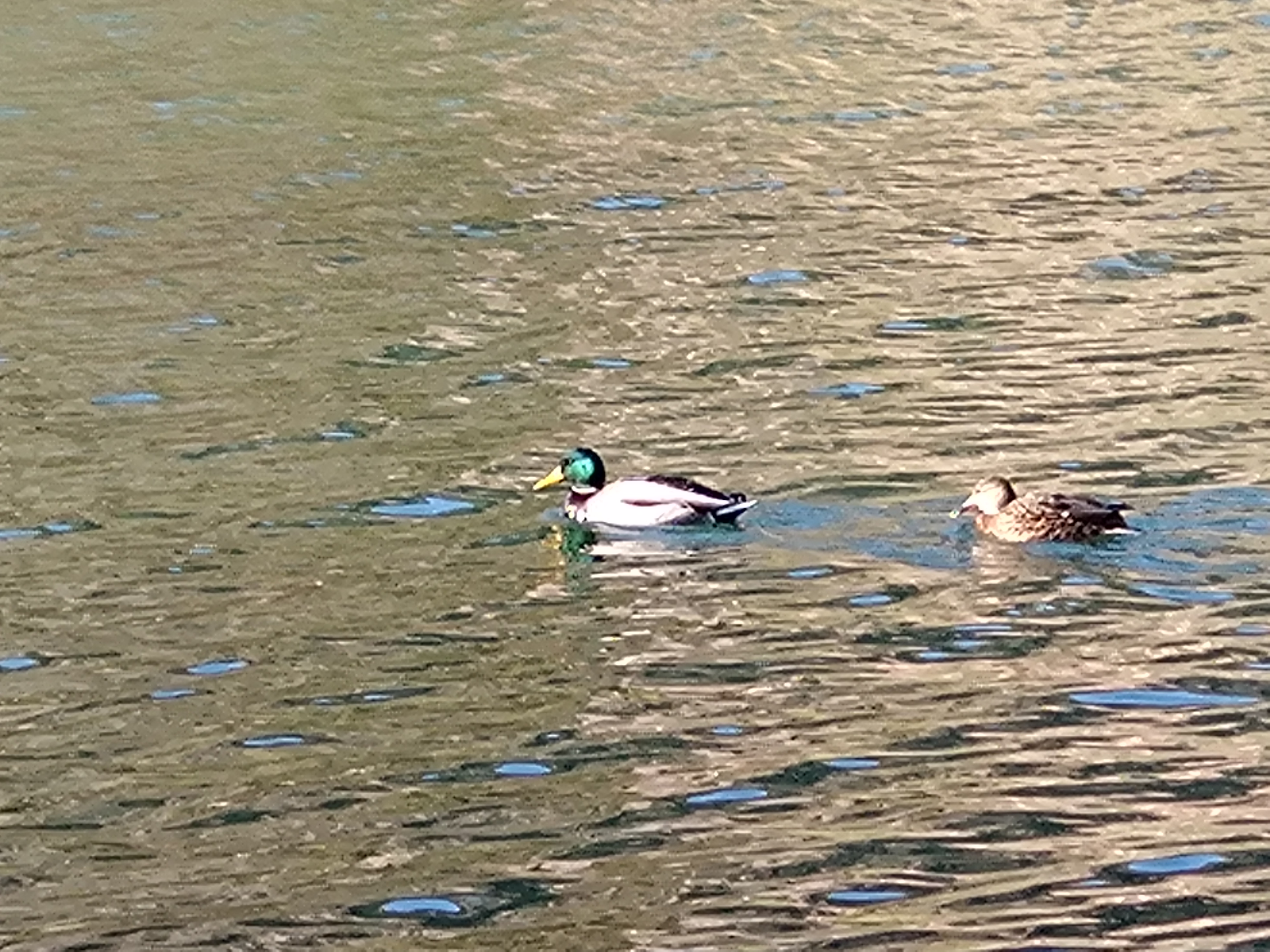 湯の湖のマガモ