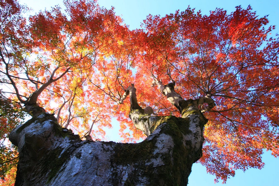 【離れ・露天風呂付】1泊2食 / 紅葉を堪能　秋のスタンダードプラン