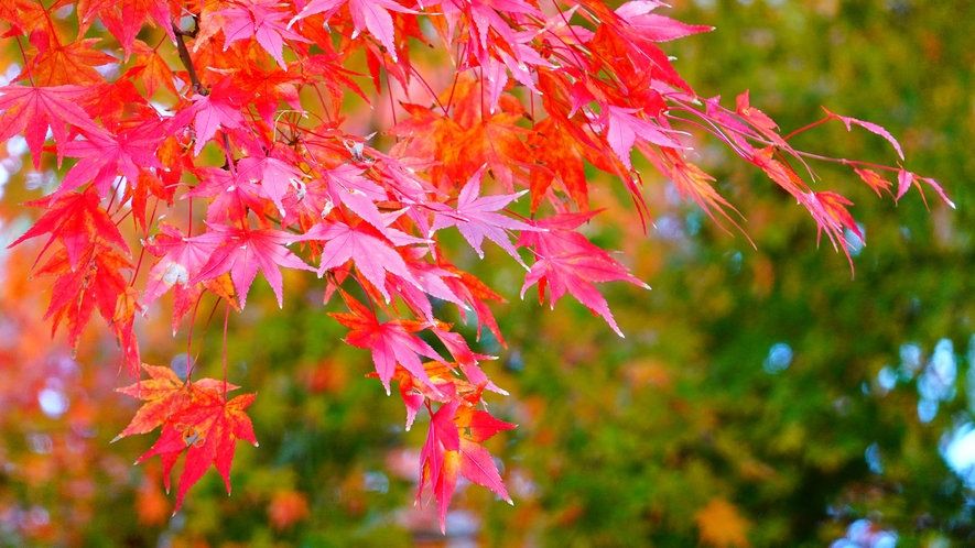 ◆紅葉狩り◆行楽の秋♪甲州時を旅しませんか？