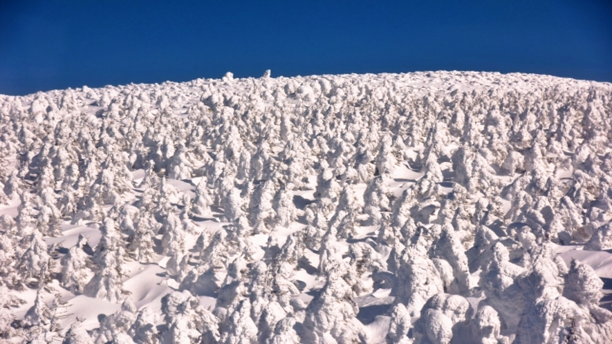 蔵王の樹氷